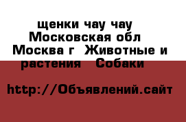 щенки чау чау - Московская обл., Москва г. Животные и растения » Собаки   